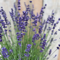 Lavendel close up